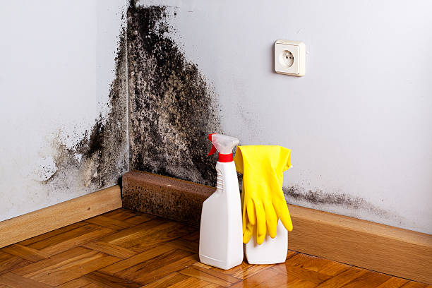 Best Post-Flood Mold Remediation in Fulda, MN