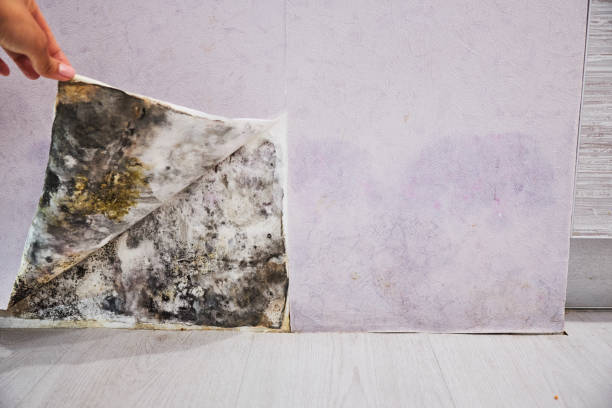 Best Attic Mold Remediation in Fulda, MN